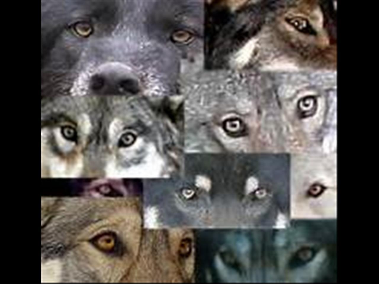 Отличие глаза волка от собаки