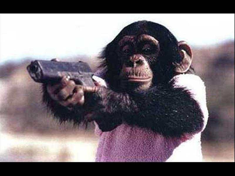 1 monkey 1 drill. Обезьяна с пистолетом. Обезьяна с оружием. Мартышка с пистолетом. Шимпанзе с пистолетом.